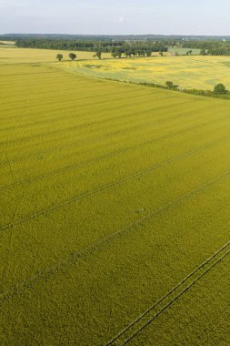 Polonya 'daki hasat alanlarının havadan görünüşü