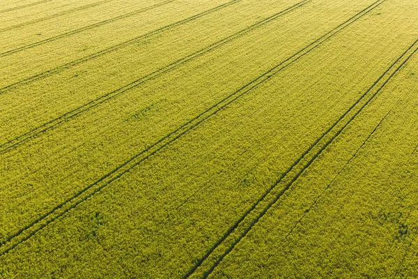 ポーランドの収穫畑の空中風景です — ストック写真