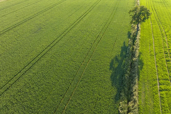 Pemandangan Udara Dari Ladang Panen Dalam Poland — Stok Foto
