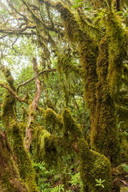 laurel forest on the island of tenerife covered by mosses and lichens