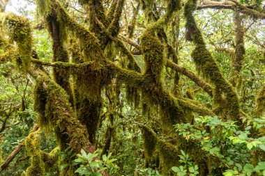 laurel forest on the island of tenerife covered by mosses and lichens