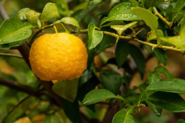 Citrus junos bir çeşit Japon narenciyesidir.