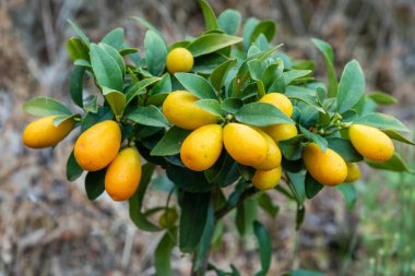 Vitamin zengini meyveler gibi kumsallar - narenciye, cüce portakallar, taze meyve