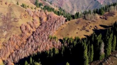 Dağın havadan görünüşü. İnsansız hava aracı renkli doğa dokusunun üzerinde uçar, sonbahar karışık ormanları, sarı yapraklı yeşil yaprak döken ağaçlar. Yüksek kaliteli FullHD görüntüler