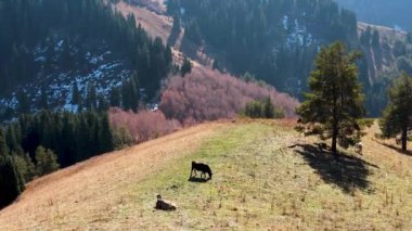 İnekler dağlardaki tepelerde otlar. Karlı sonbahar manzarası. Üst görüntü, hava aracı fotoğrafçılığı. Yüksek kaliteli FullHD görüntüler