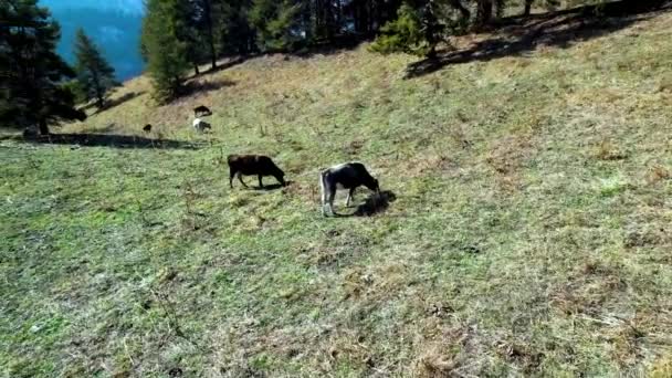 Αγελάδες Βόσκουν Στους Λόφους Στα Βουνά Του Αλμάτι Πετάω Τριγύρω — Αρχείο Βίντεο