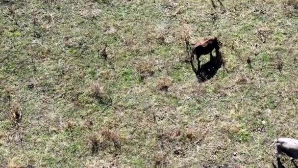 Dağlarda Sığır Sürüsü Sonbahar Manzarası Karlı Dağlar Drone Fotoğrafçılık Yüksek — Stok video
