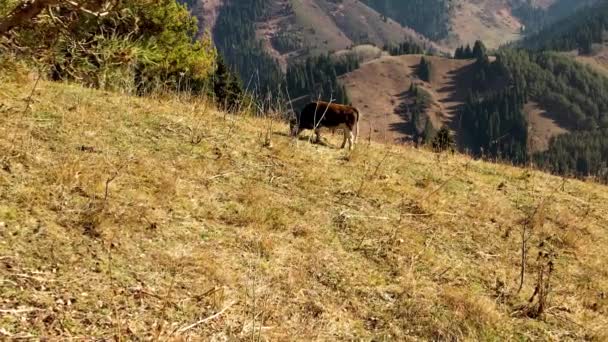 牛は秋の丘で草を食べている ドローンからの空中写真を見る 高品質のフルHd映像 — ストック動画