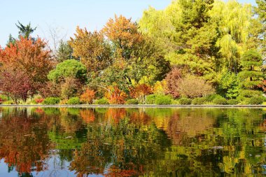 Sonbahar parkı ve göleti. Sarı, kırmızı ve yeşil çalılar ve ağaçlar. Yüksek kalite fotoğraf