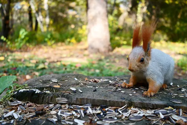 Gray Wild Squirrel Wooden Stump Looks Camera Autumn Park Front — Stock Photo, Image