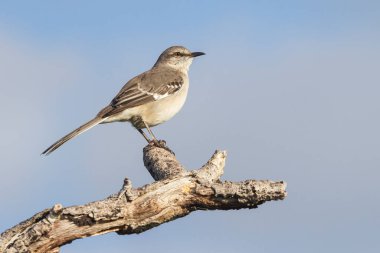 Northern Mockingbird perched on dead tree limb.