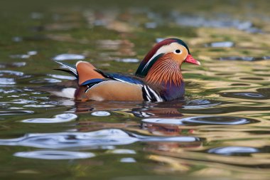 Mandarin Drake (Aix galericulata) swimming in reflective pond water.