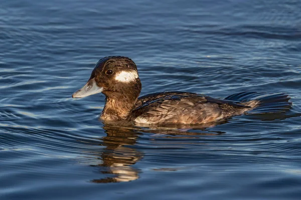 Female Bufflehead (Bucephalo albeola) wet from diving for food.