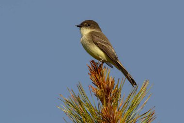 Eastern Phoebe (Sayornis phoebe) perched on top of plant against a blue sky.