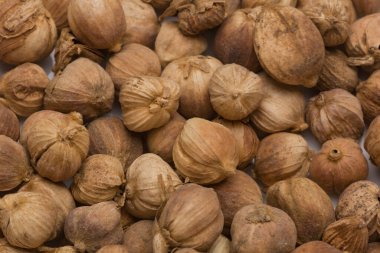 Tüm beyaz kardamon kapsüllerinin arkaplan dokusu.