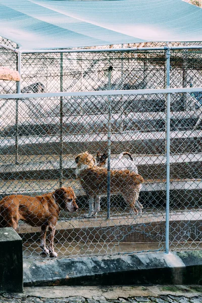 Large and small dogs in a pet boarding facility, animal shelter or kennel in Portugal