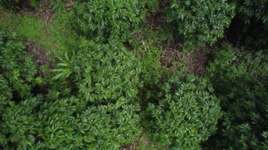 Brezilya, Minas Gerais 'deki bir kahve tarlası plantasyonunun yukarıdan görünüşü