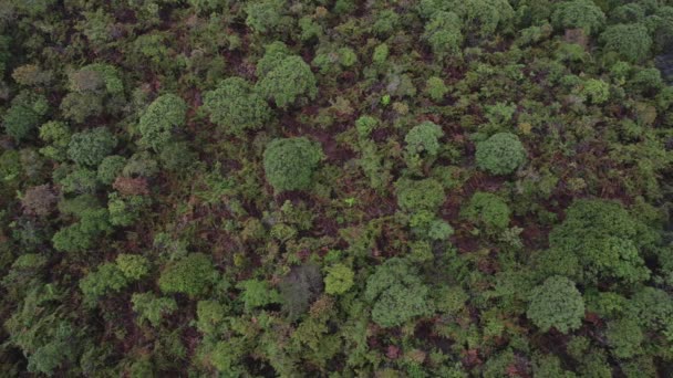 Flygfoto Top Panorering Tropisk Djungel Grön Regnskog Minas Gerais Brasilien — Stockvideo