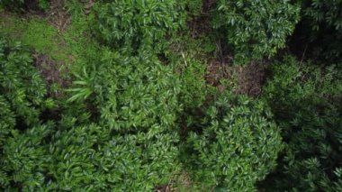 Brezilya, Minas Gerais 'deki bir kahve tarlası plantasyonunun yukarıdan görünüşü