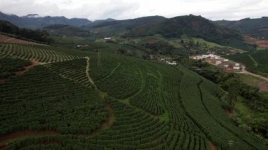 Brezilya, Minas Gerais 'deki kahve tarlalarının hava görüntüsü. Brezilya dünyanın en büyük kahve üreticisidir.