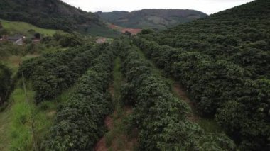 Brezilya, Minas Gerais 'deki kahve tarlalarının hava görüntüsü. Brezilya dünyanın en büyük kahve üreticisidir.