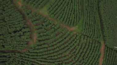 Aerial top down view of a coffee plantations in Minas Gerais, Brazil. Brazil is the largest producer of coffee in the world