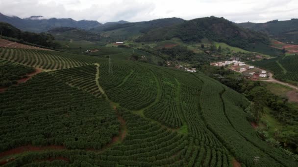 Aerial View Coffee Plantations Minas Gerais Brazil Brazil Largest Producer — Vídeo de Stock