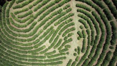 Aerial top down view of a coffee plantations in Minas Gerais, Brazil. Brazil is the largest producer of coffee in the world