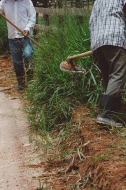 Unidentifiable farm worker cutting weeds with a hoe in a farm.