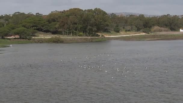 在葡萄牙阿尔加维捕获的空中无人驾驶飞机镜头接近湖上一群飞行的鸟类 — 图库视频影像