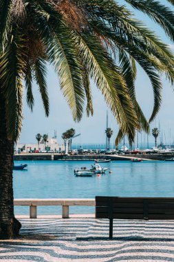 Portekiz 'de Cascais' de deniz kenarında gezinen palmiye ağaçları