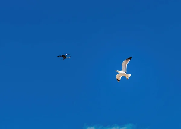 Seagull Atacking Drone Blue Sky Background Bird Strike — Stock Photo, Image