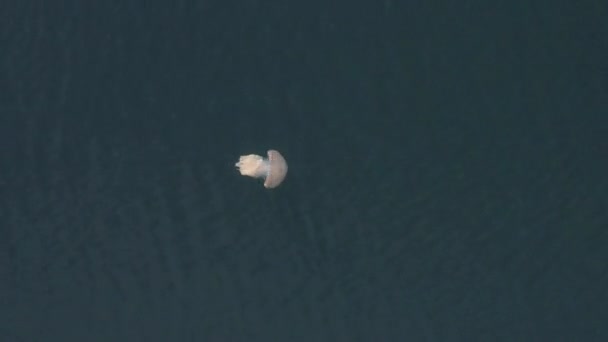 Atas Bawah Pemandangan Udara Dari Ubur Ubur Medusa Raksasa Berenang — Stok Video