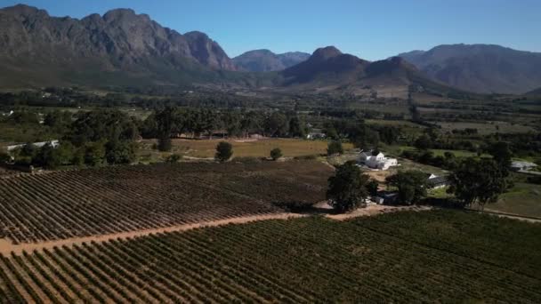 Letecký Bezpilotní Pohled Staletí Staré Vinice Franschhoek Western Cape Jižní — Stock video