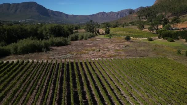 Franschhoek Batı Burnu Güney Afrika Daki Asırlık Üzüm Bağlarının Insansız — Stok video