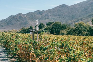 Franschhoek, Batı Burnu, Güney Afrika 'daki asırlık üzüm bağları.