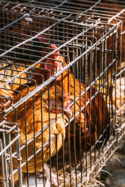 Several chickens are confined in metal cages at a farm, basking in the afternoon light. The chickens appear healthy, vocalizing and interacting with each other clipart