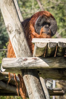 Büyük bir orangutan ahşap bir platformda kollarını öne eğmek için kullanır. Hayvan, parlak güneş ışığı altında arka planda yemyeşil ağaçlarla düşünceli bir şekilde bakar.