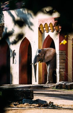 Çevresinin dışında bir fil, sakin bir yaban hayatı sığınağını yansıtan mimari bir kemer yolunun yakınındaki alanı araştırırken görülüyor. Sıcak öğleden sonra güneşi sahnenin cazibesini arttırır.