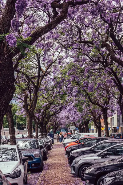 Lizbon, Portekiz 'de mor jakaranda ağaçlarıyla kaplı park edilmiş arabalar..