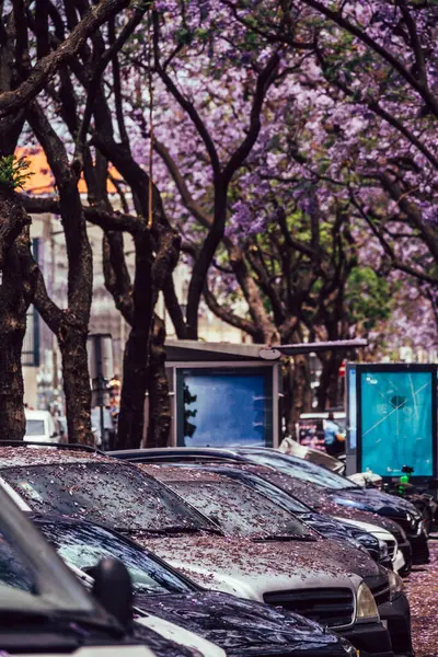 Lizbon, Portekiz 'de mor jakaranda ağaçlarıyla kaplı park edilmiş arabalar..