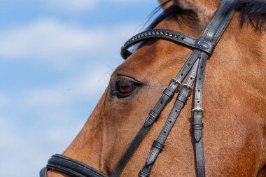 Kahverengi Hanover atı yaz otlağında otluyor, sürücüsü de yakın planda..