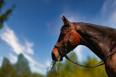 Fotoğrafta, güneşli bir yaz gününde, atının üzerinde bir yaz çayırında genç bir kadın görülüyor. Arka plandaki ormanda ve mavi gökyüzünde sadece bir dizginle eyersiz bindim..