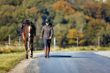 Genç bir kadın güneşli bir sonbahar gününde yolda yürüyor ve atını gezintiye çıkarıyor. Binicilik kıyafetleri ve eyerli bir atla. Arka planda sonbahar ormanı olan manzara formatında fotoğraf.
