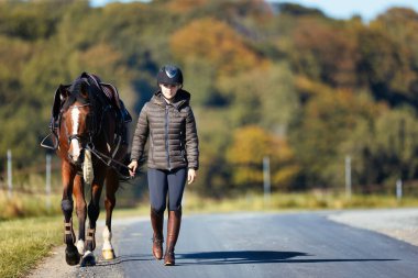 Genç bir kadın güneşli bir sonbahar gününde yolda yürüyor ve atını gezintiye çıkarıyor. Binicilik kıyafetleri ve eyerli bir atla. Arka planda sonbahar ormanı olan manzara formatında fotoğraf.