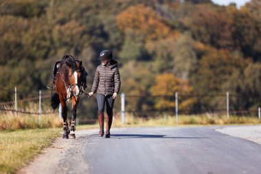 Genç bir kadın güneşli bir sonbahar gününde yolda yürüyor ve atını gezintiye çıkarıyor. Binicilik kıyafetleri ve eyerli bir atla. Arka planda sonbahar ormanı olan manzara formatında fotoğraf.