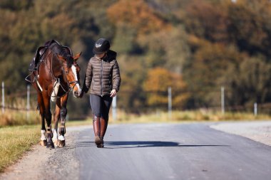 Genç bir kadın güneşli bir sonbahar gününde yolda yürüyor ve atını gezintiye çıkarıyor. Binicilik kıyafetleri ve eyerli bir atla. Arka planda sonbahar ormanı olan manzara formatında fotoğraf.