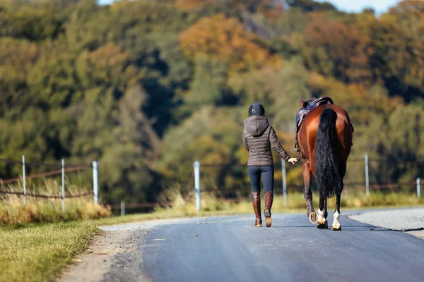 Young woman walks along a path on a sunny autumn day and leads her horse for a ride. Dressed in riding clothes and horse ready saddled. Photo in landscape format with autumn forest in the background.