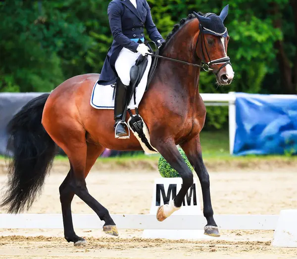 Turnuvadaki at terbiyecisi at, spor müsabakası. Atlı, kuyruklu adam, atın yakın çekimi. Binicilik sporu terbiye disiplininde.