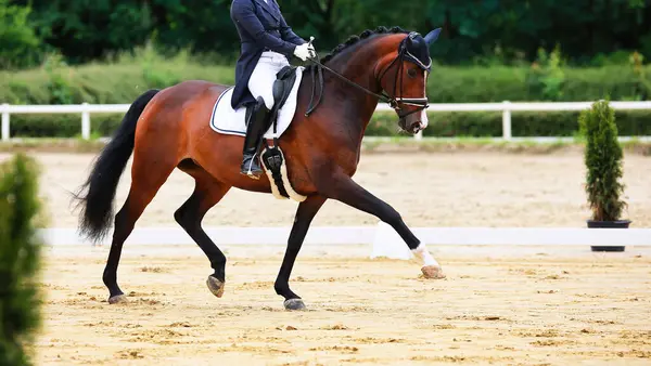 Turnuvadaki at terbiyecisi at, spor müsabakası. Atlı, kuyruklu adam, atın yakın çekimi. Binicilik sporu terbiye disiplininde.